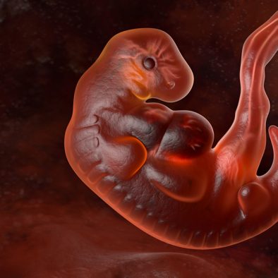 5. tyden tehotenstvi