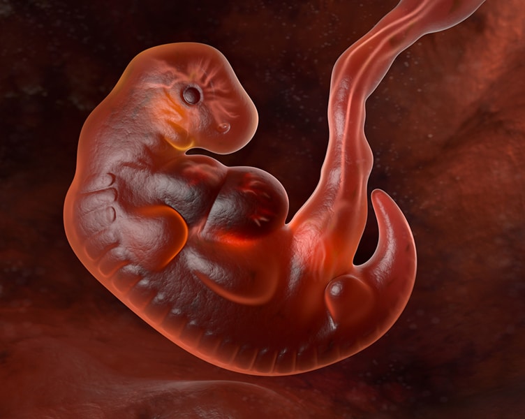embryo - 5. tyden tehotenstvi