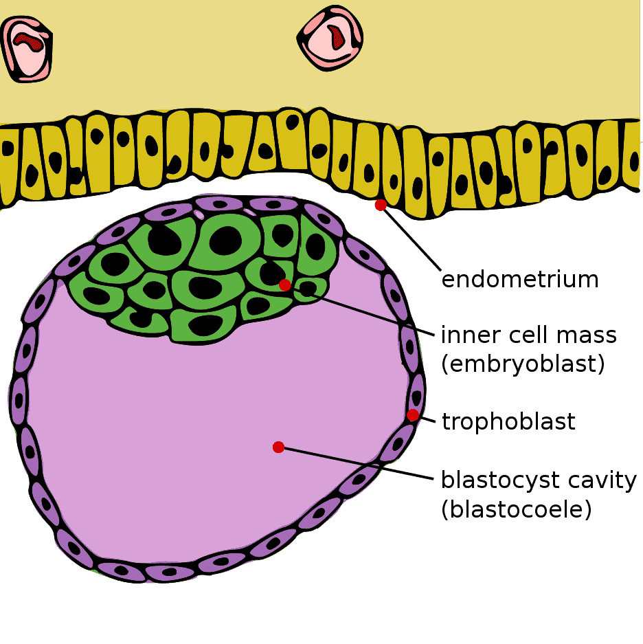 Blastocysta