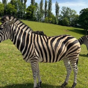 nejlepsi zoo v cesku