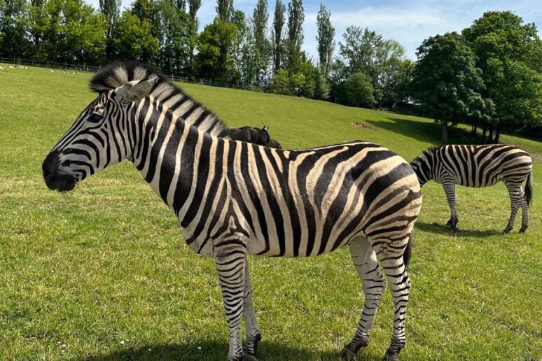 nejlepsi zoo v cesku