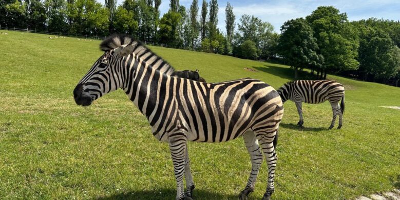 nejlepsi zoo v cesku