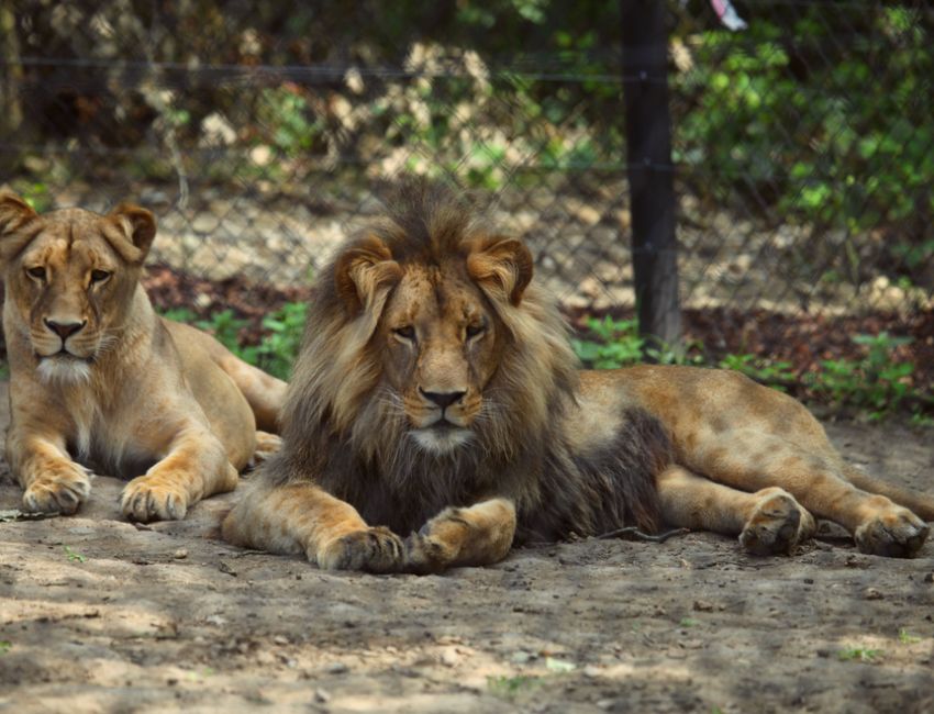 zoo brno