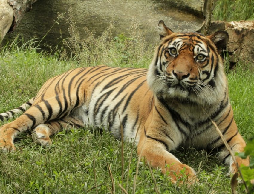 zoo brno