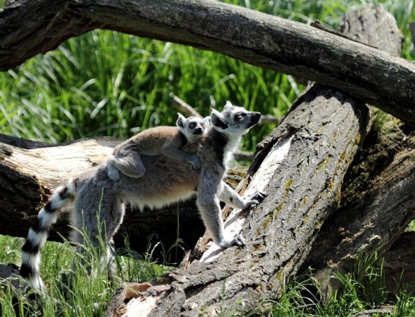 Zoo Hluboka nad Vltavou
