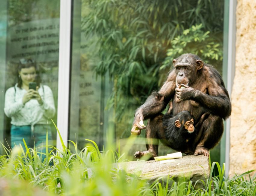 zoo ostrava