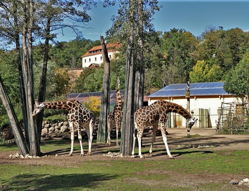 zoo plzen