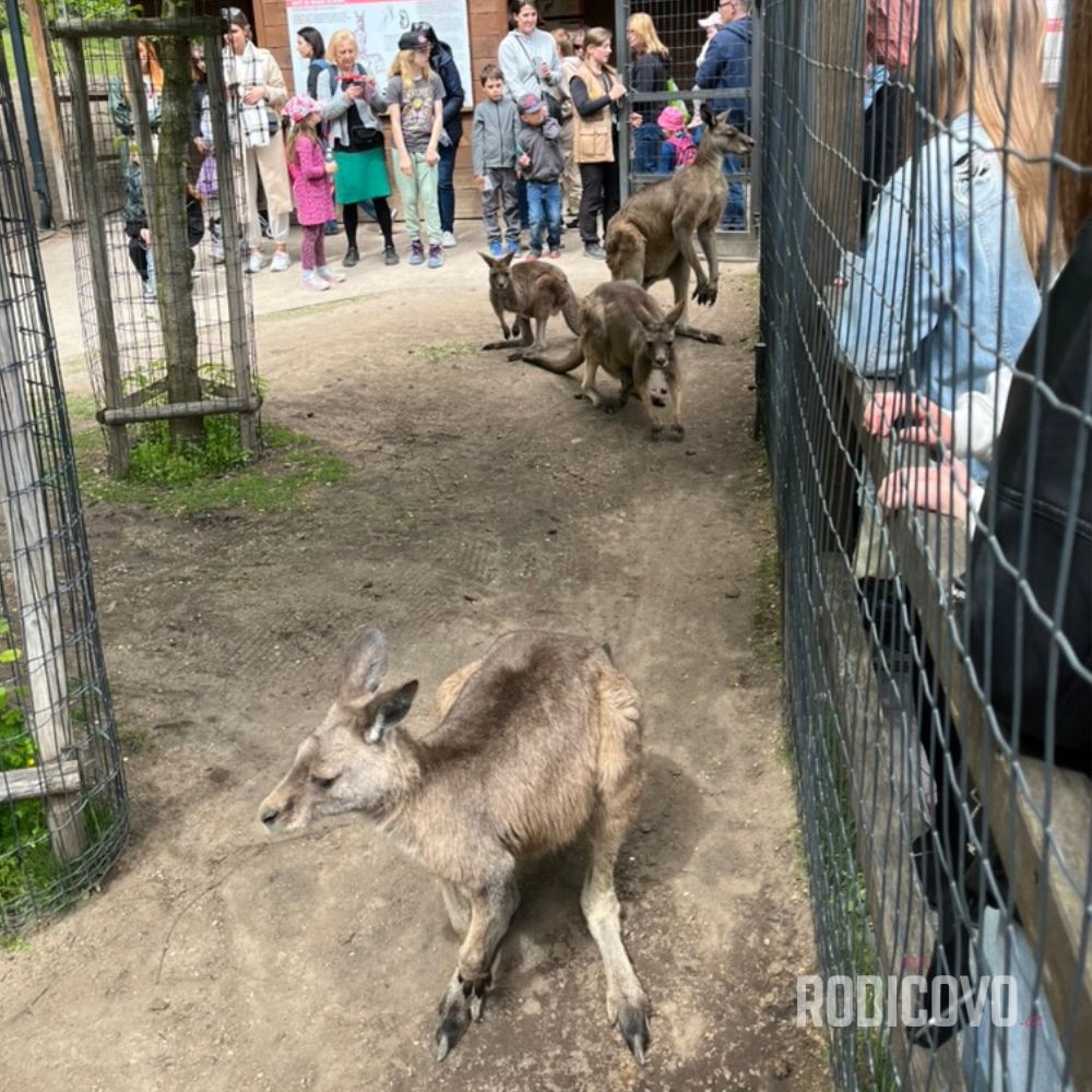 zoo praha