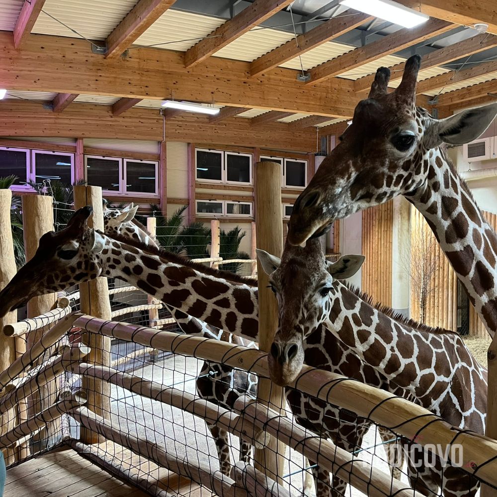 zoo safari