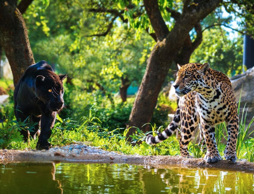 nejlepsi zoo v cesku
